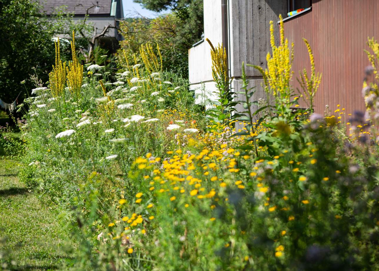 Ruderalflaeche in Bluete Mario Knecht Gartengestaltung Basel