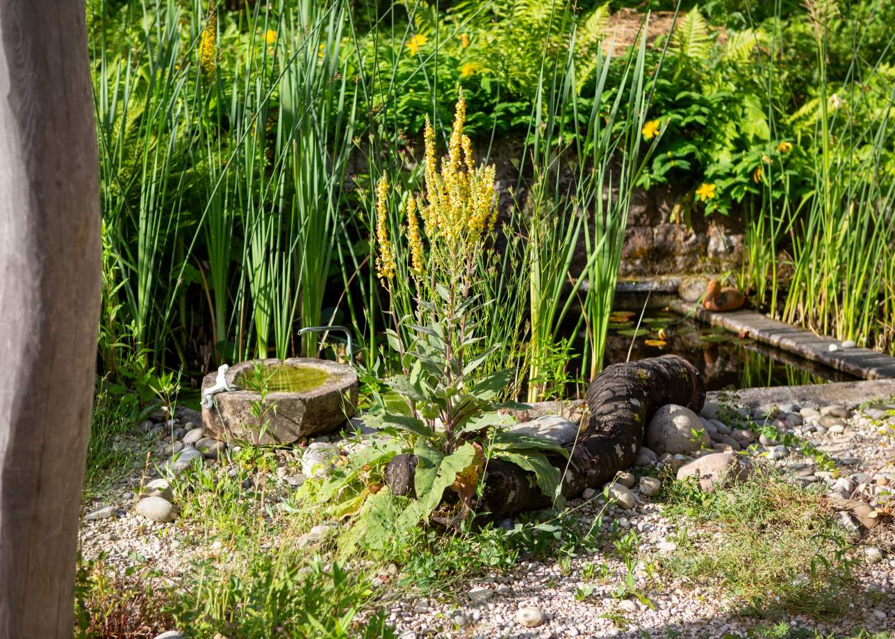 Ruderalflaeche mit Wasser Mario Knecht Gartengestaltung Basel