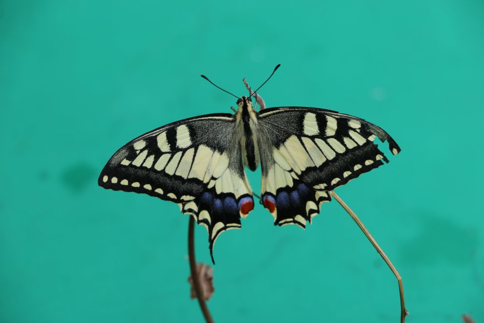 Schwalbenschwanz Mario Knecht Gartengestaltung