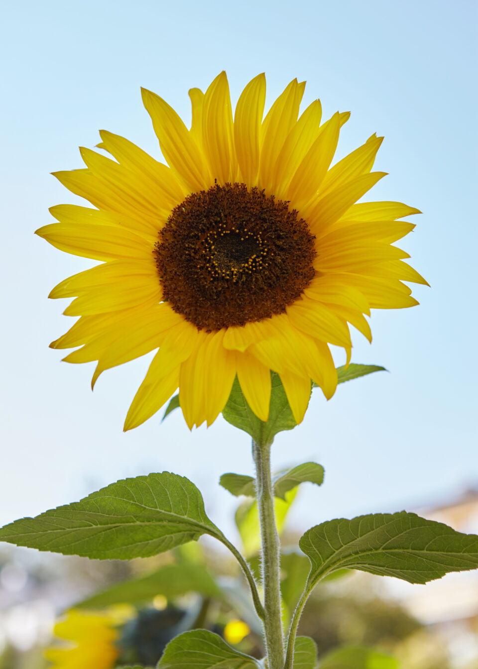 Mario Knecht Gartengestaltung Sonnenblume