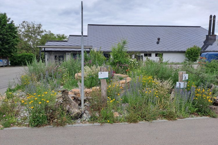 Ruderalflaeche mit Wildblumen Mario Knecht Gartengestaltung