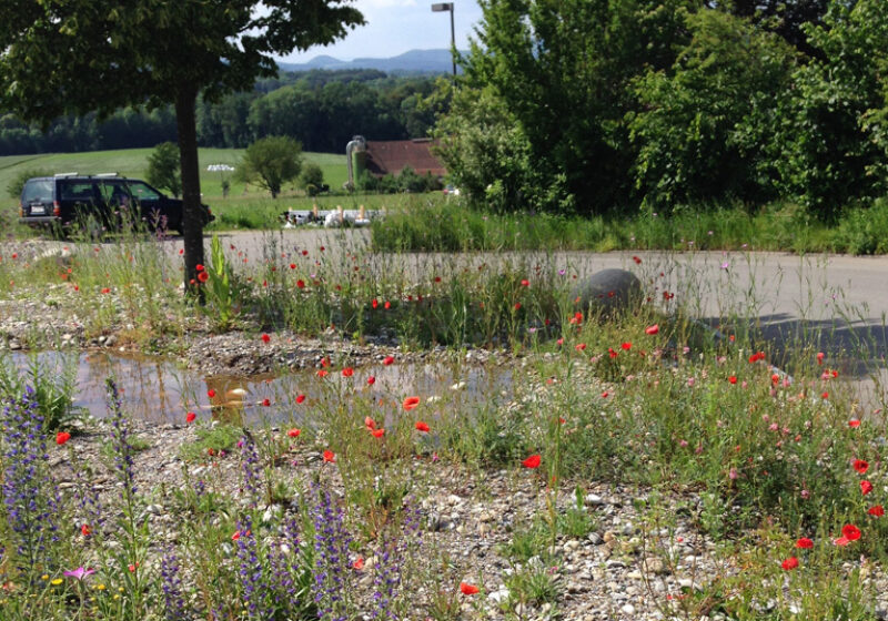 Flusskies mit Wildblumen Mario Knecht Gartengestaltung